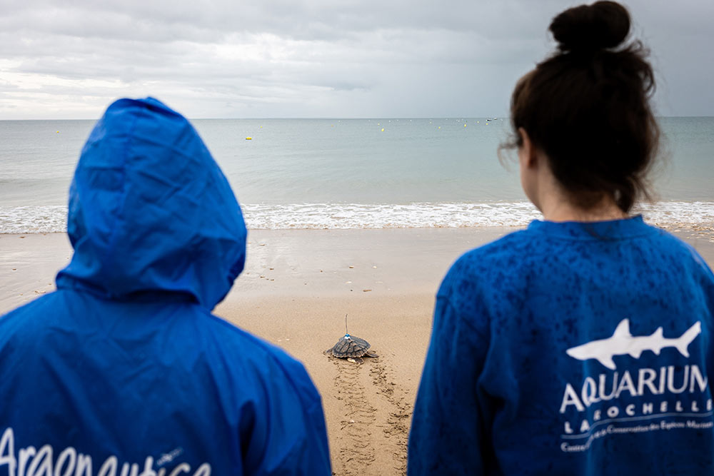 L’Aquarium est un centre d’étude et de soins reconnu pour les tortues marines. ©Arthur Paré_Aquarium La Rochelle 