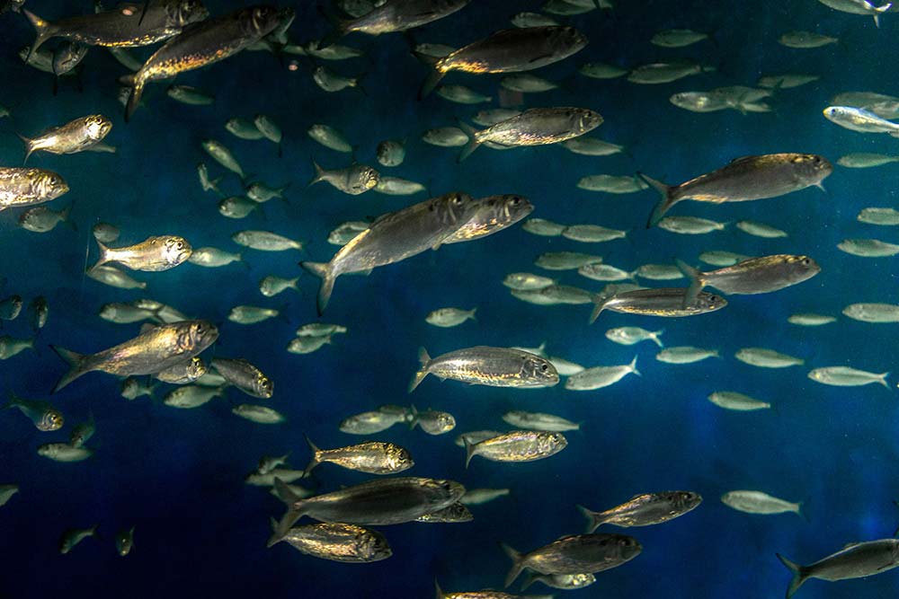 Aquarium - Un banc de sardines