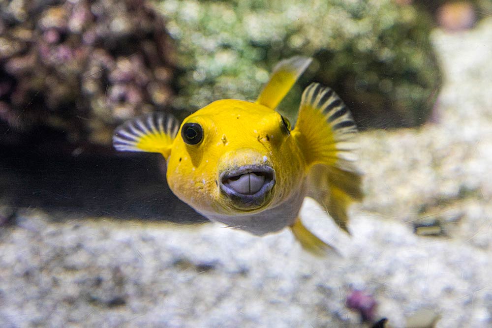 Ce charmant poisson des récifs à l’air de nous tirer la langue. C’est un Arothron meleagris jaune.