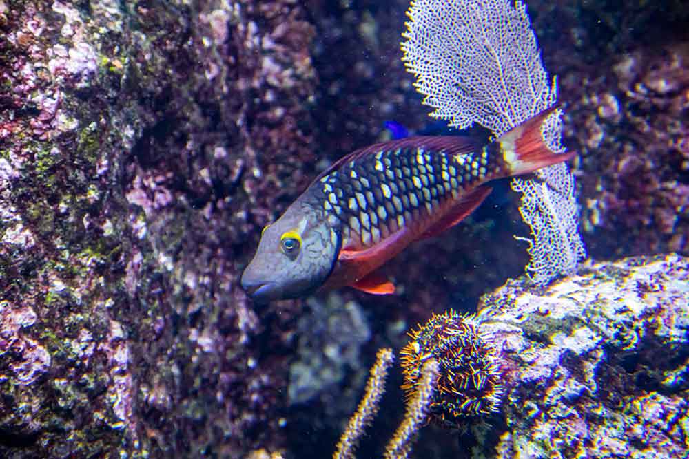 Un perroquet feu ou Sparisoma viride, une espèce de poissons marins tropicaux.