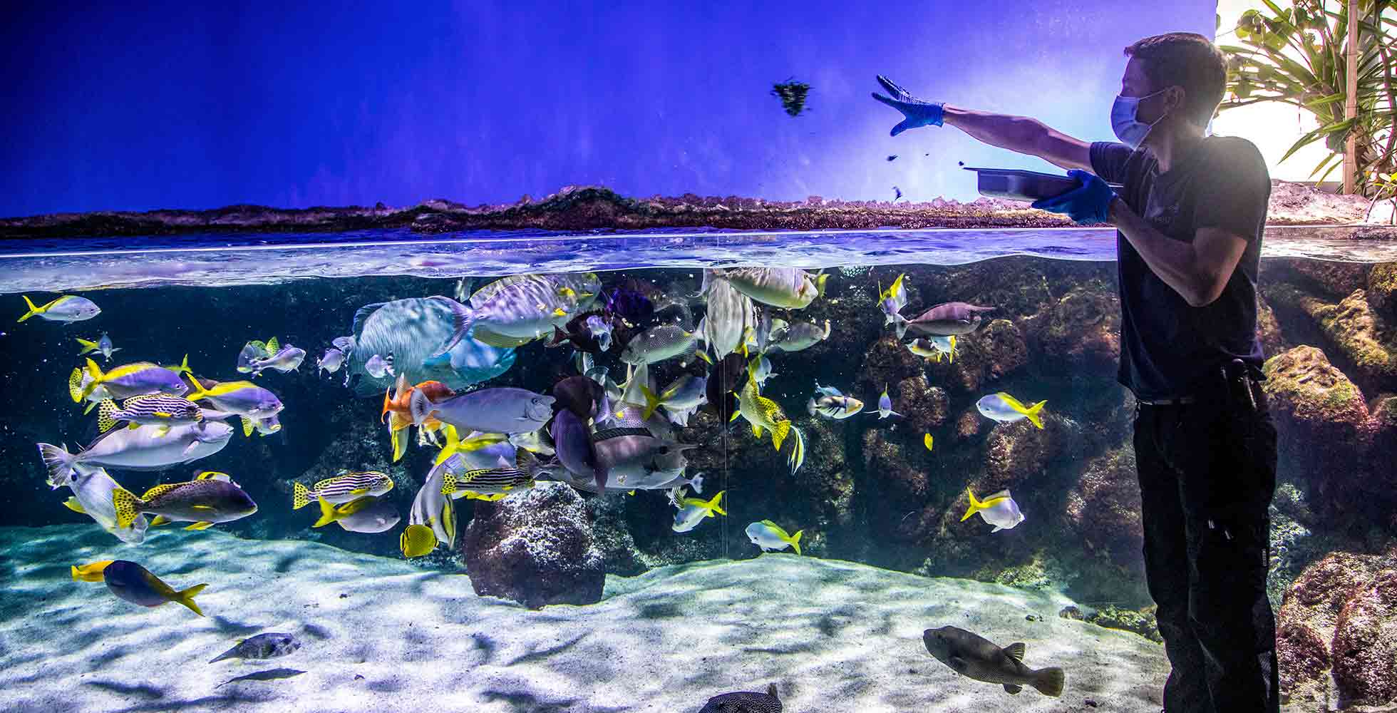 Rampe aquarium Prisma clip on