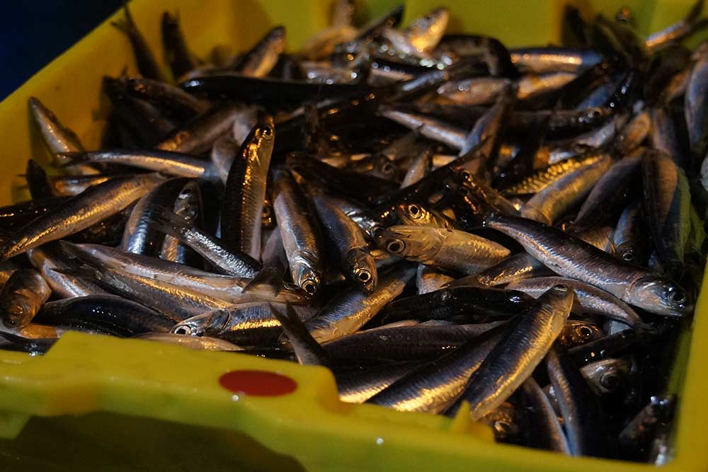 Coffrets Iodés de Bretagne avec des belles sardines