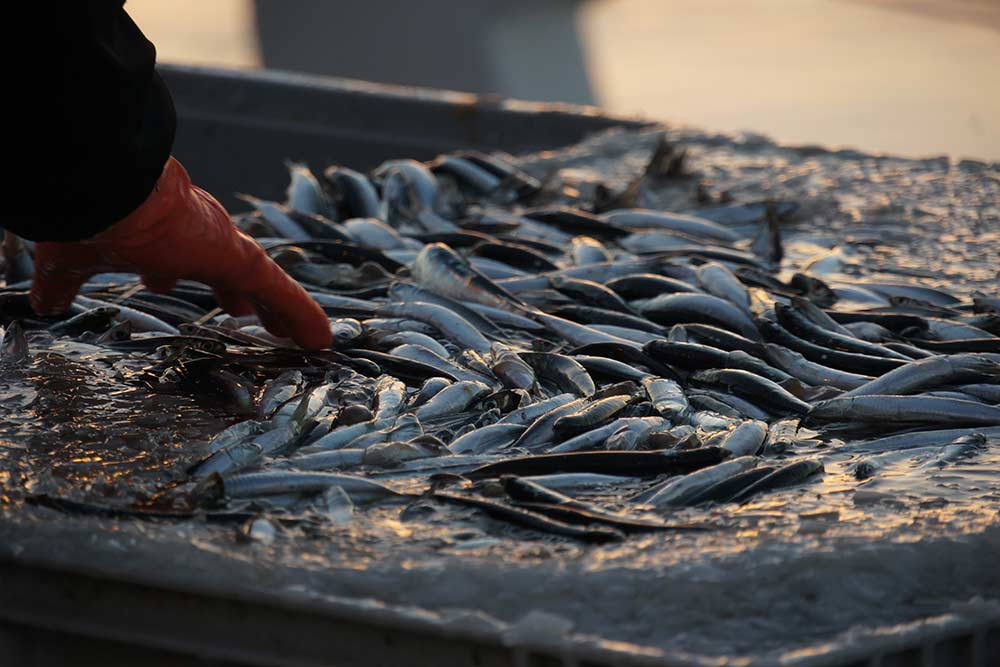 Coffrets Iodés de Bretagne avec des belles sardines