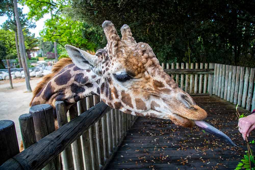 Zoo - La girafe tire la langue et sait se faire comprendre