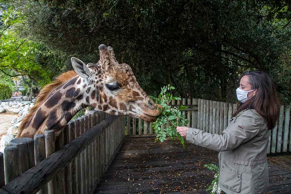 Zoo - La girafe gourmande !