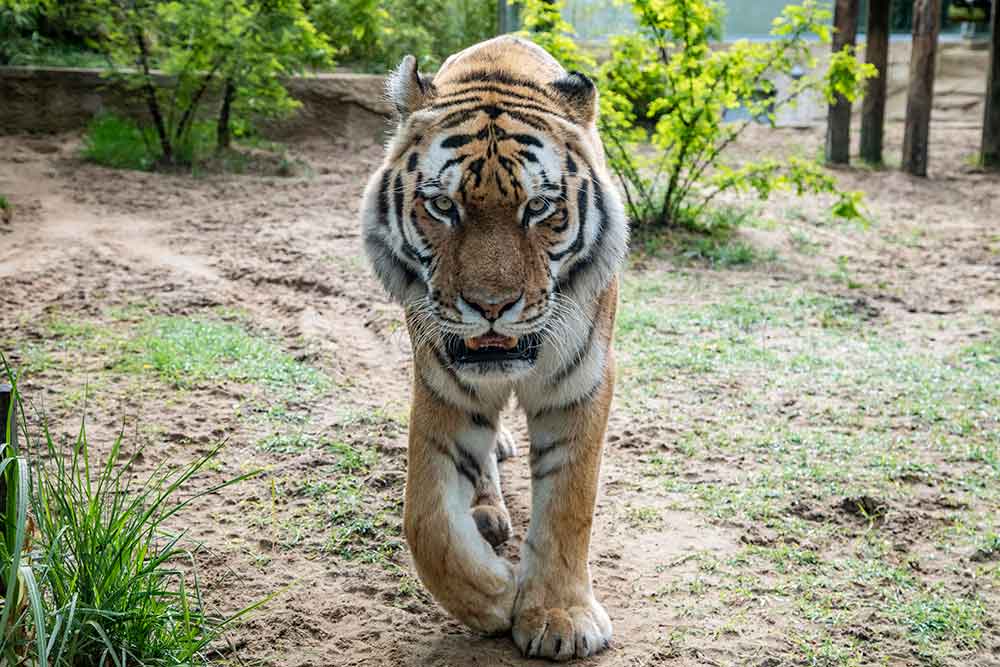 Zoo - Le tigre, seigneur de la jungle !