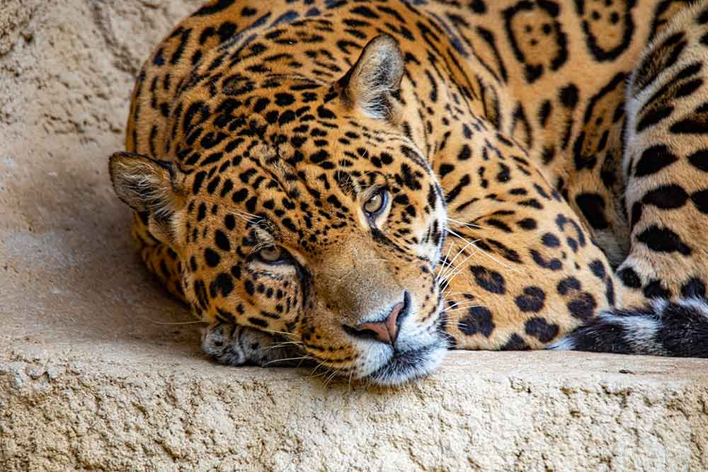 le jaguar, toujours aux aguets.