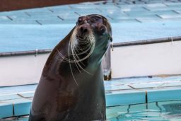 En mai dernier, les otaries étaient en manque de spectacle !