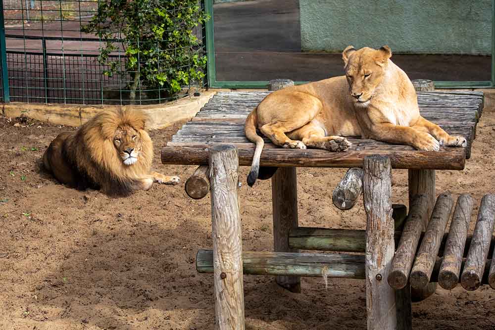 Zoo - Les lions se reposent, mais…