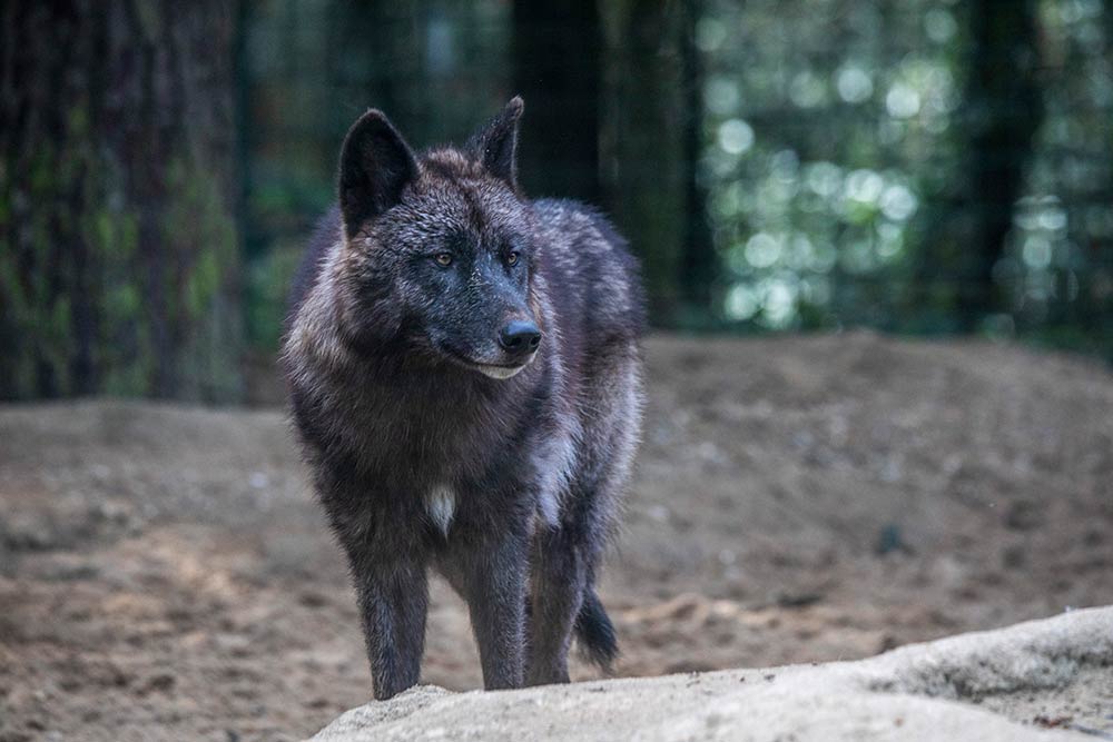 Zoo - Ces loups bénéficient du statut d’espèces protégées.