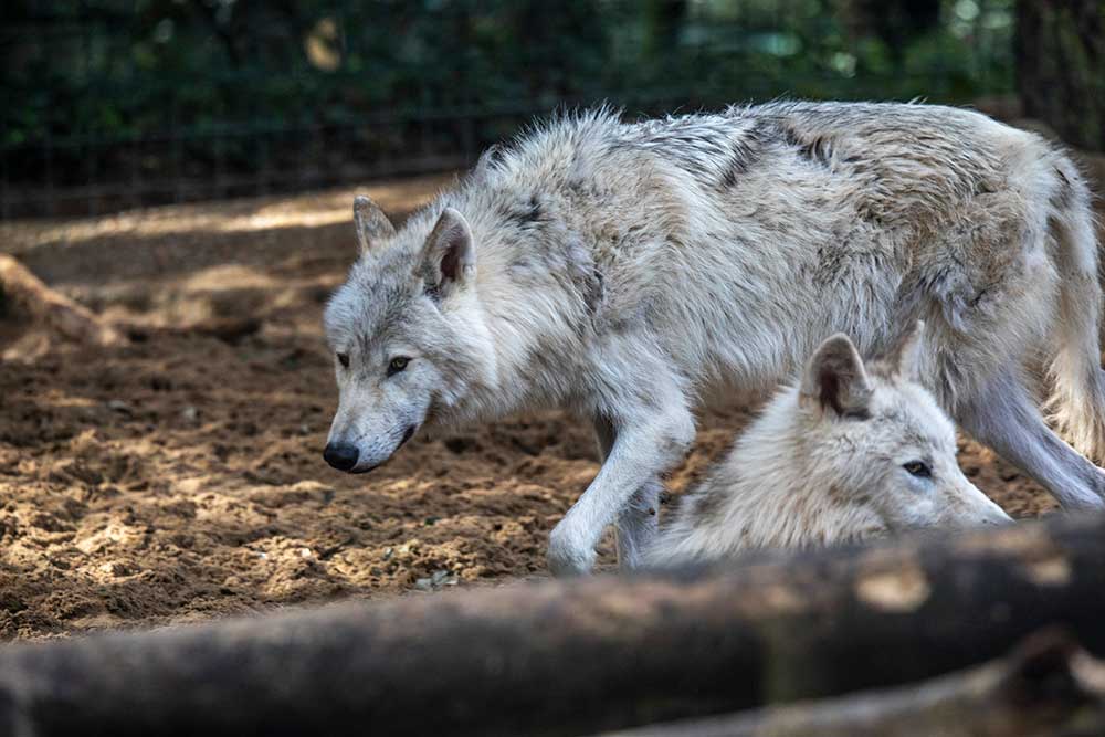 Zoo - Noirs ou banc, ces loups de Mackenzie sont vraiment beaux à regarder.