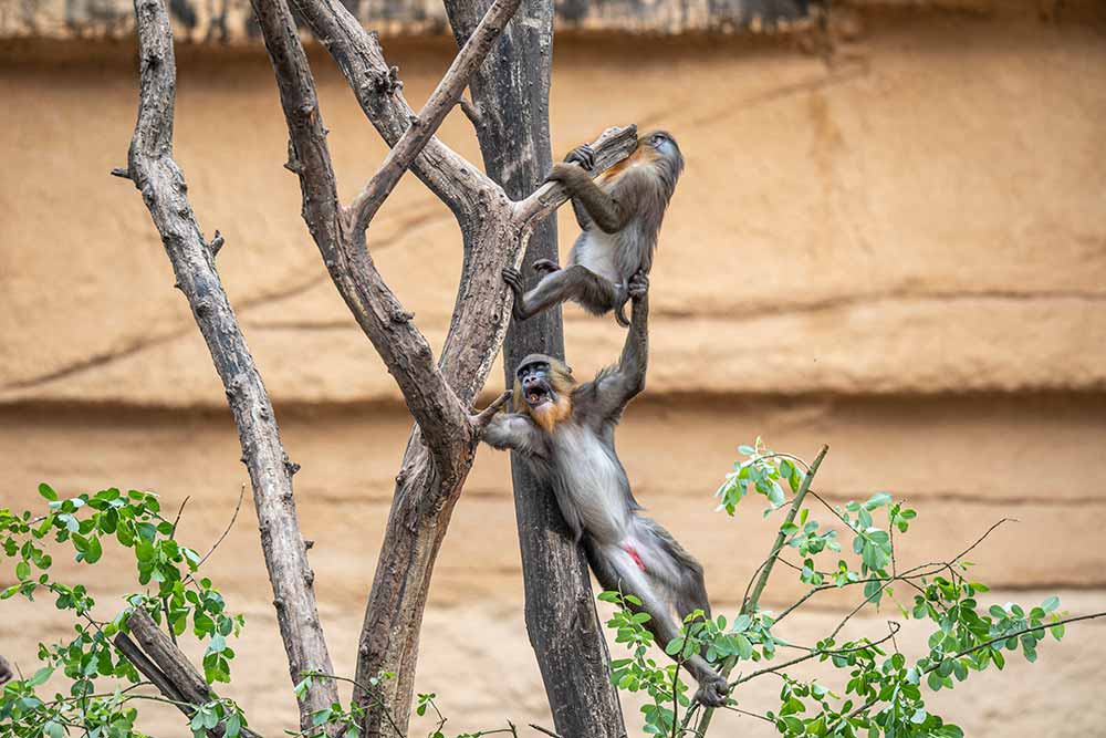 Zoo - Les mandrills s’amusent.