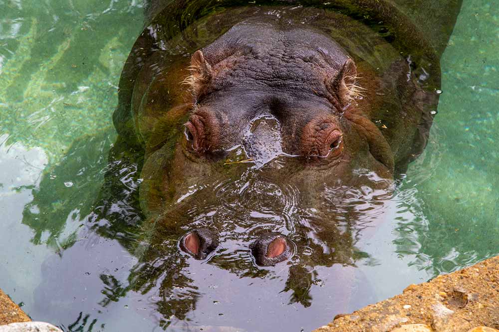 Zoo - L’hippopotame bien au frais dans sa piscine !