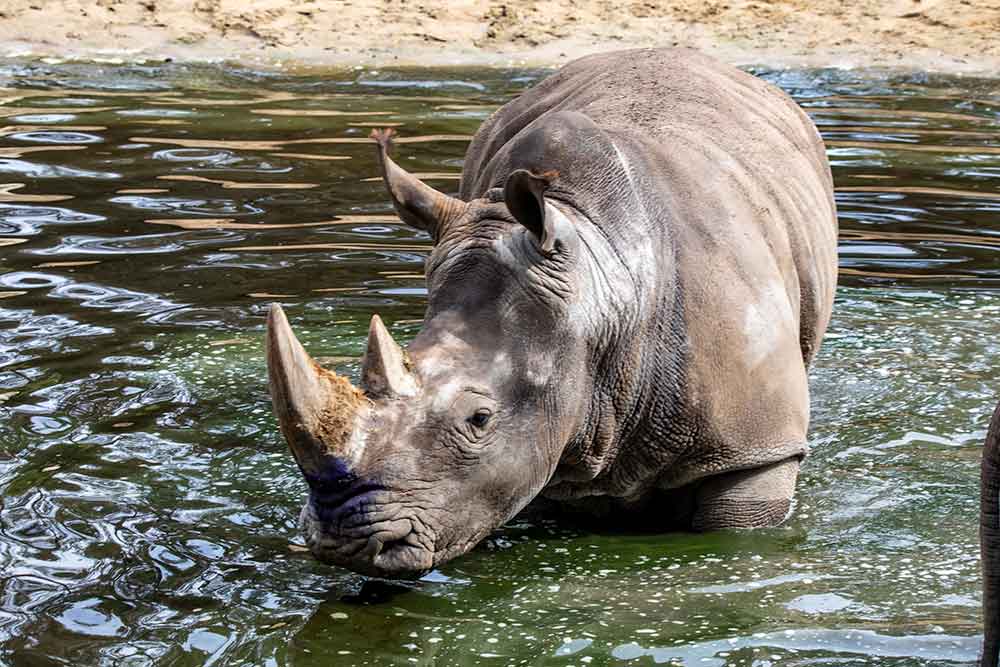 Le rhinocéros blanc et ses deux cornes
