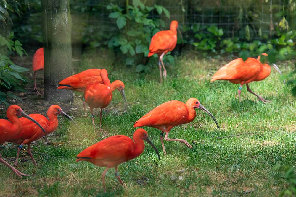 Zoo - Les ibis rouges.