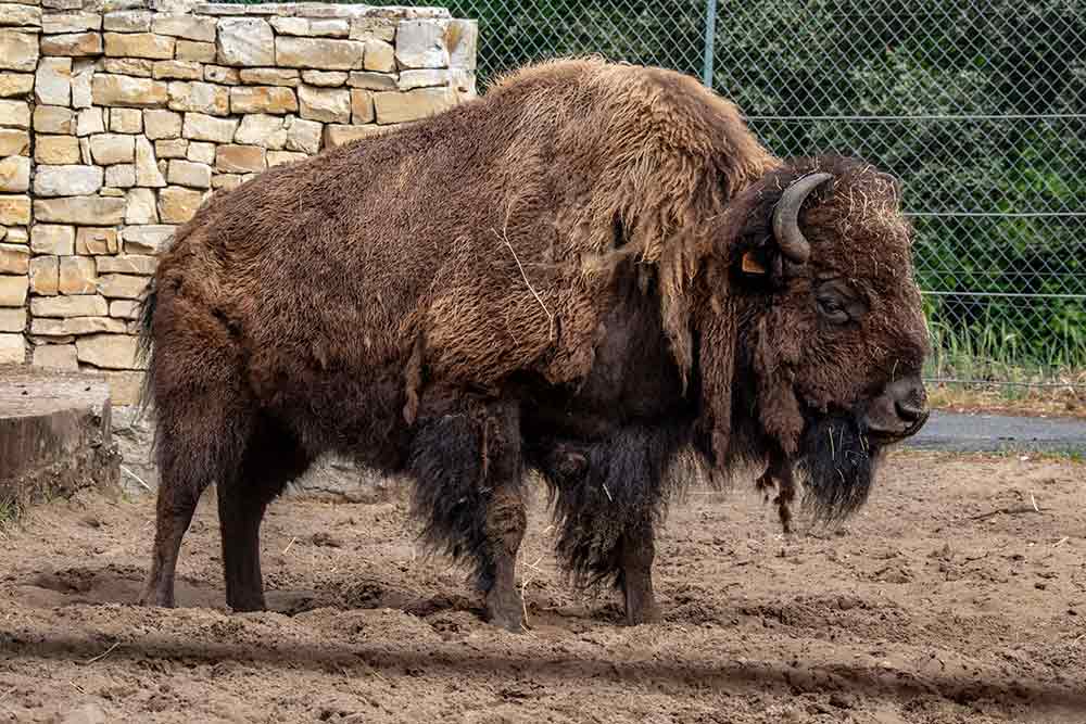 Les bisons d’Amérique ont failli disparaître. Grâce aux efforts de conservation, leur population atteint aujourd’hui près de 60 000 têtes.