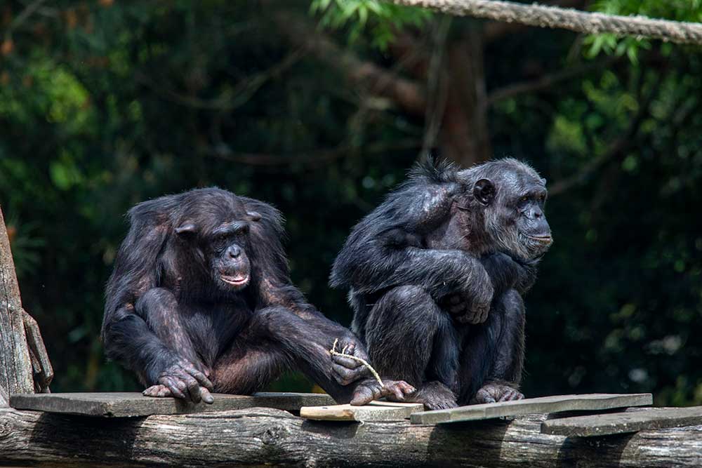 Zoo - Les chimpanzés.