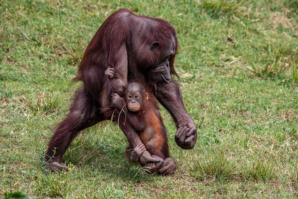 Le bébé orang-outan ne quitte pas sa mère.