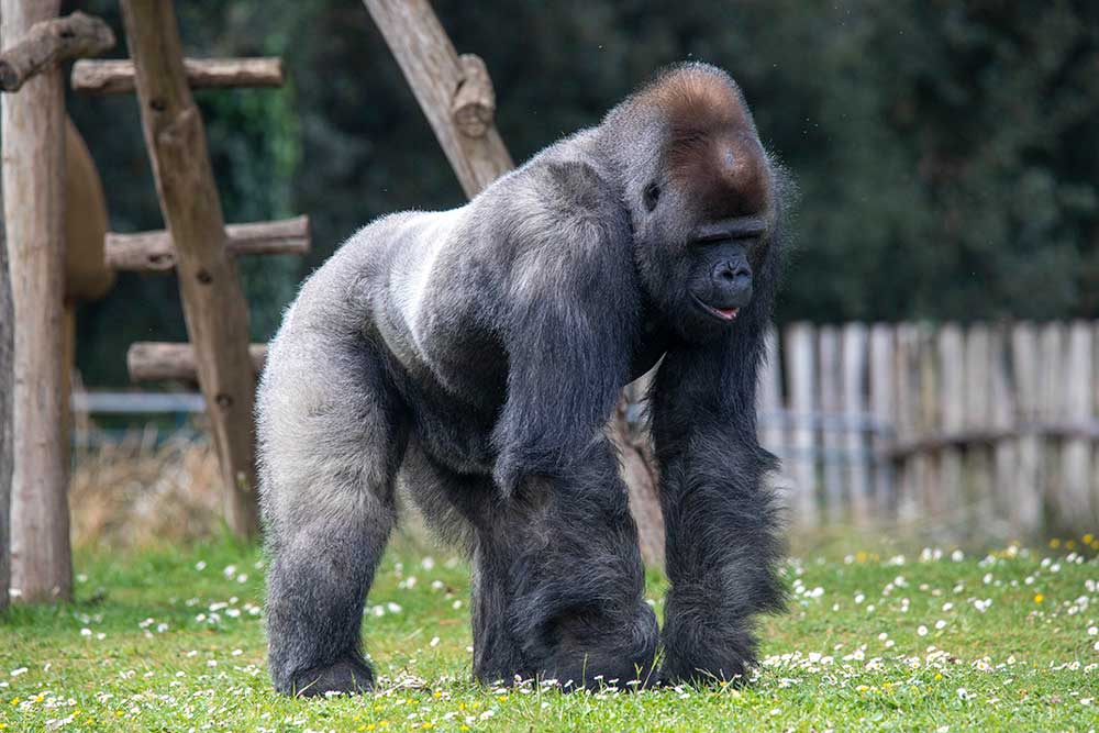 Zoo - Le gorille mâle, le patron…