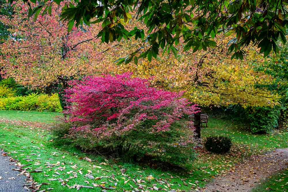  À l’automne les couleurs des feuilles sont superbes.