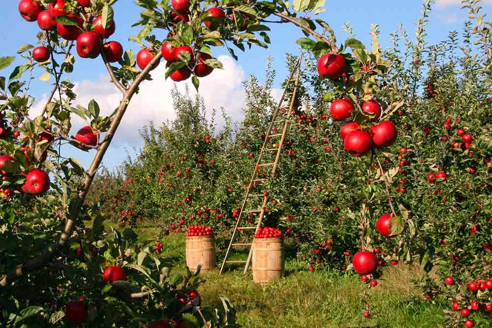 Carrefour Bio - pommes