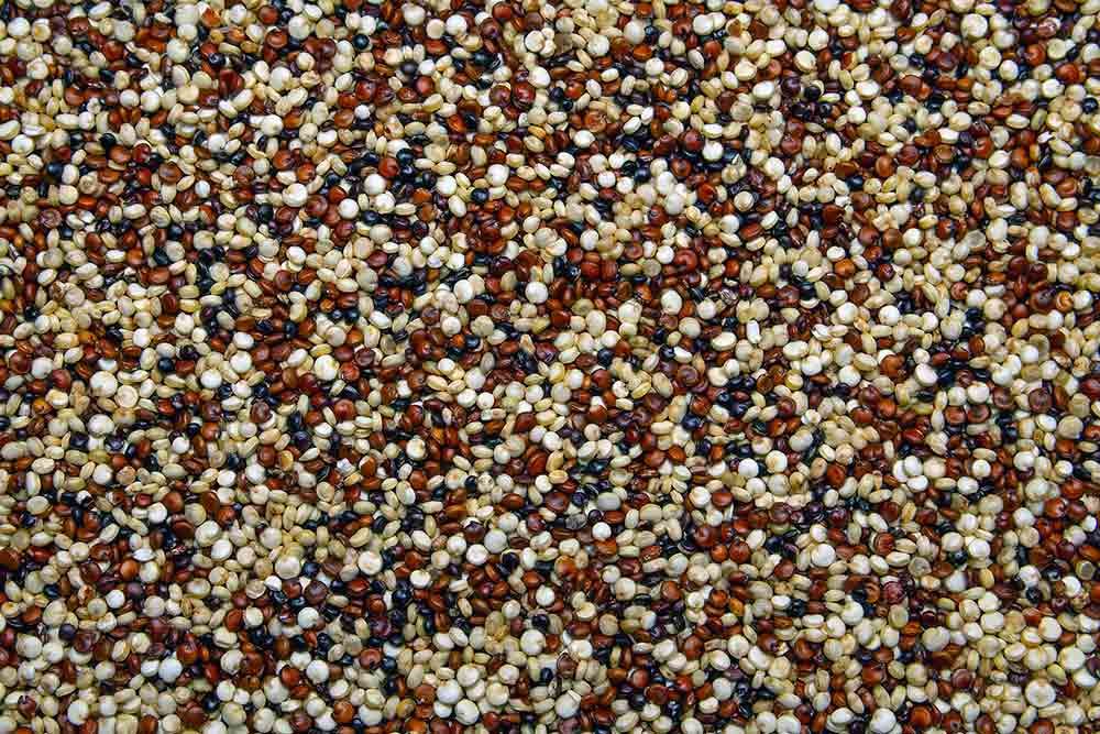 Graines de Quinoa