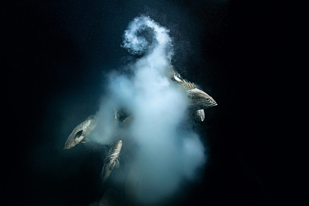 « Impulsion créatrice », © Laurent Ballesta, Wildlife Photographer of the Year