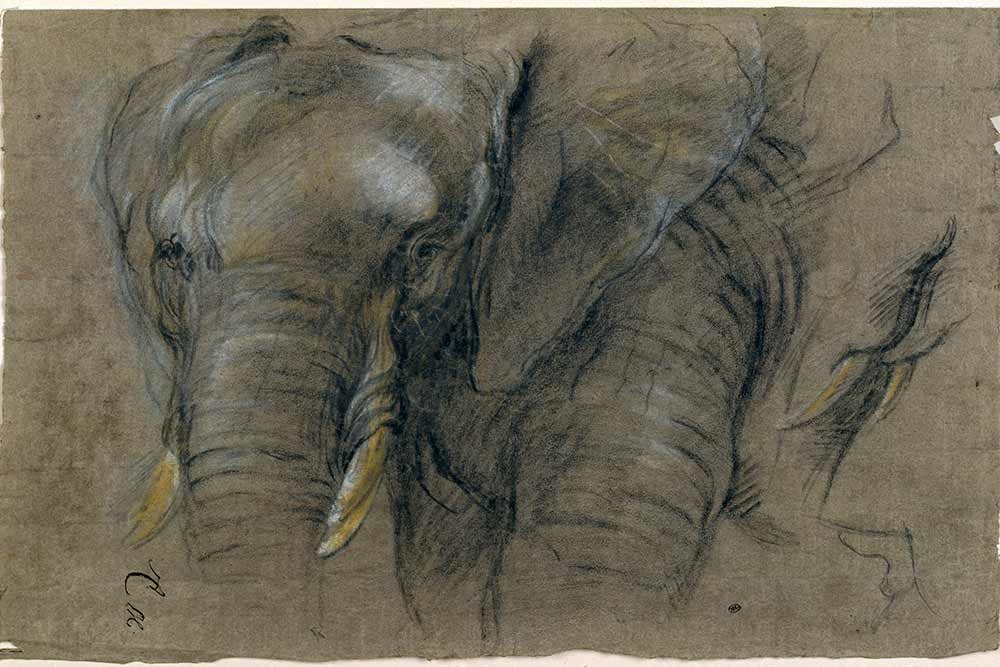 Animaux - Pieter Boel, Éléphant du Congo vu de face, pierre noire et pastel, musée du Louvre 