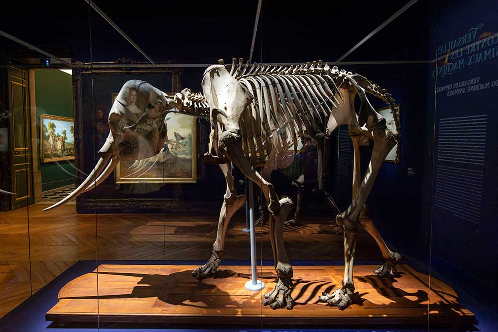 Squelette de l'éléphante du Congo morte en 1681 à la Ménagerie, Muséum d'Histoire Naturelle, Paris