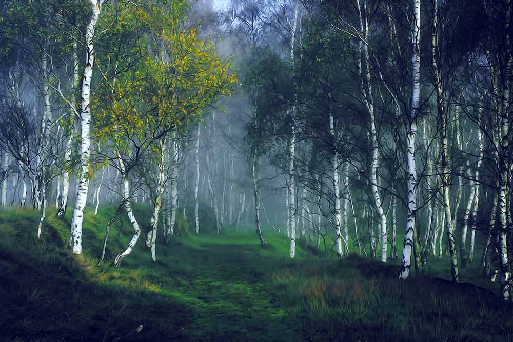 Forêt de Bouleaux