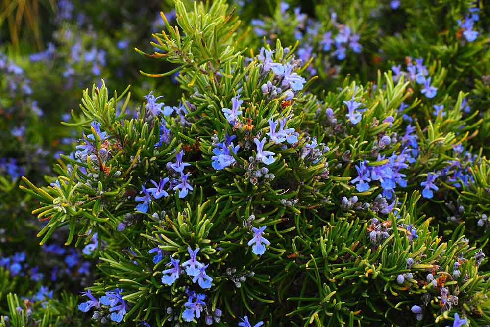 Romarinus Officinalis - Romarin à fleurs bleues