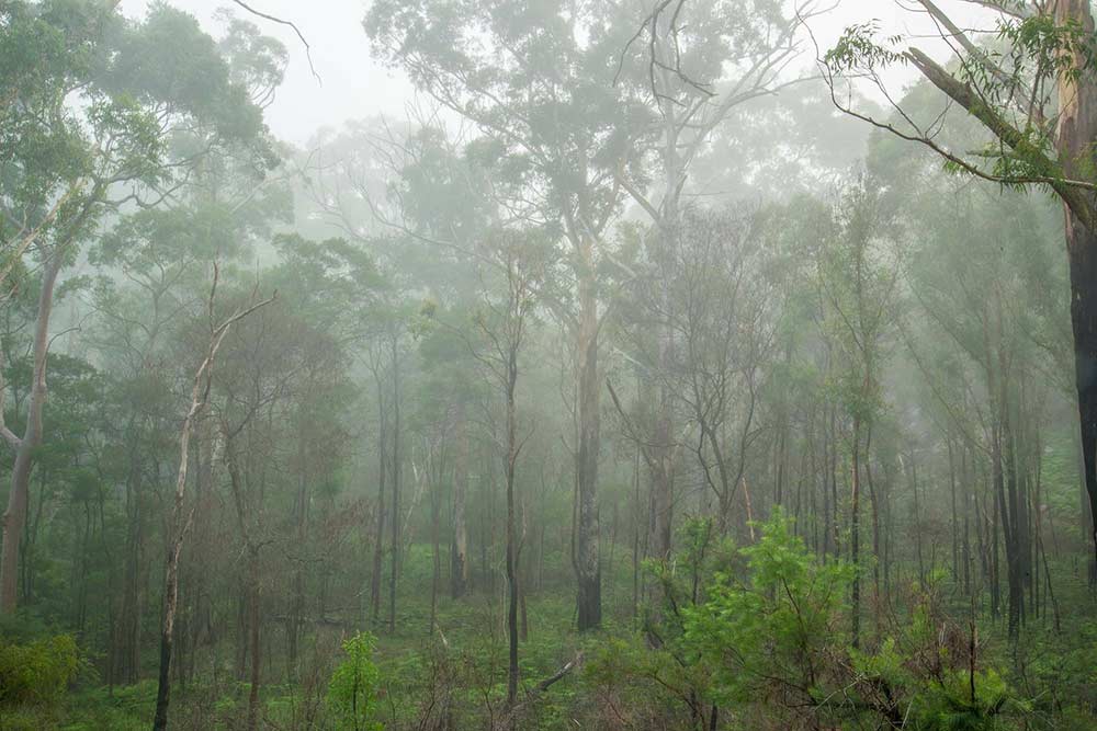 Eucalyptus : bon pour la santé