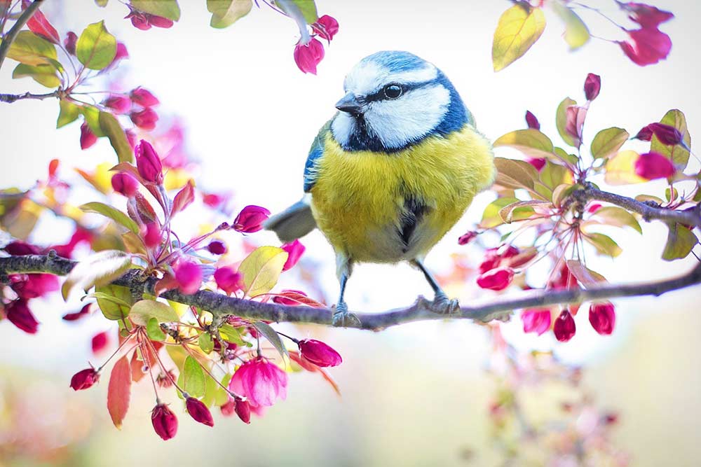 Un bel oiseau qui chante pour l'arrivée du printemps