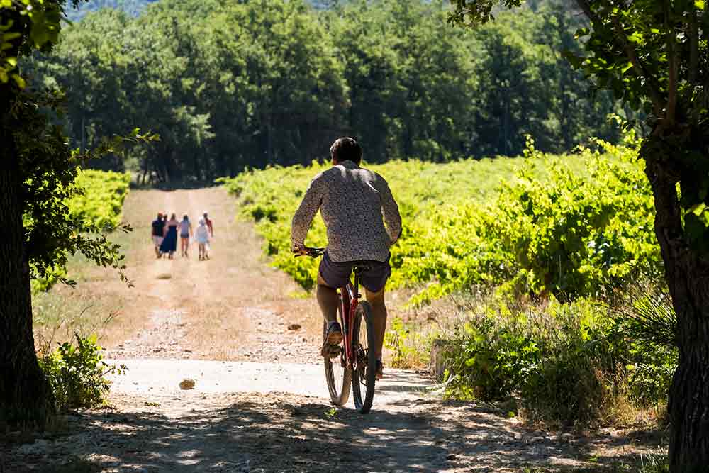 Gîtes - faire des belles promenades en vélo à travers les vignes
