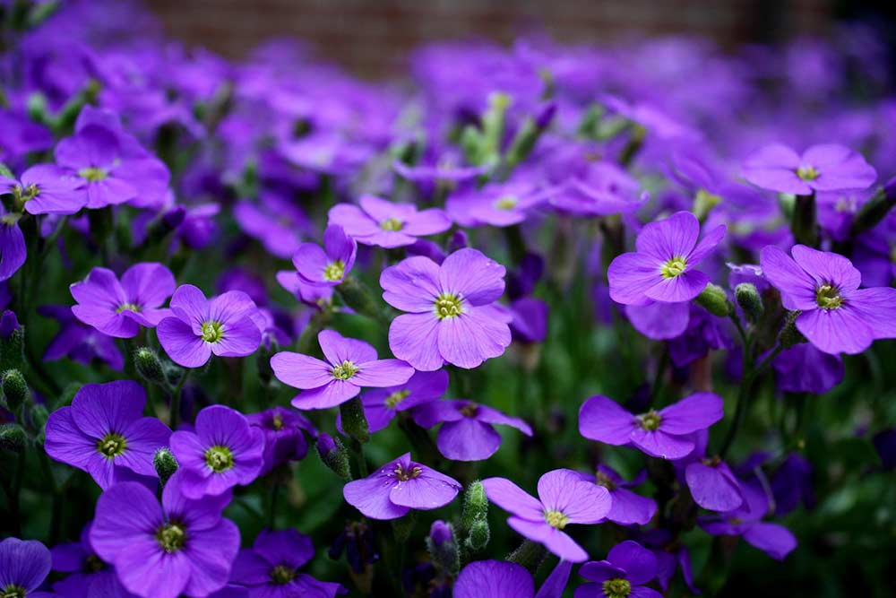 Des belles violettes