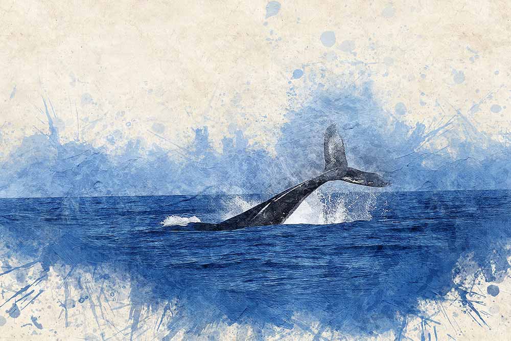 Magnifique dessin de baleine