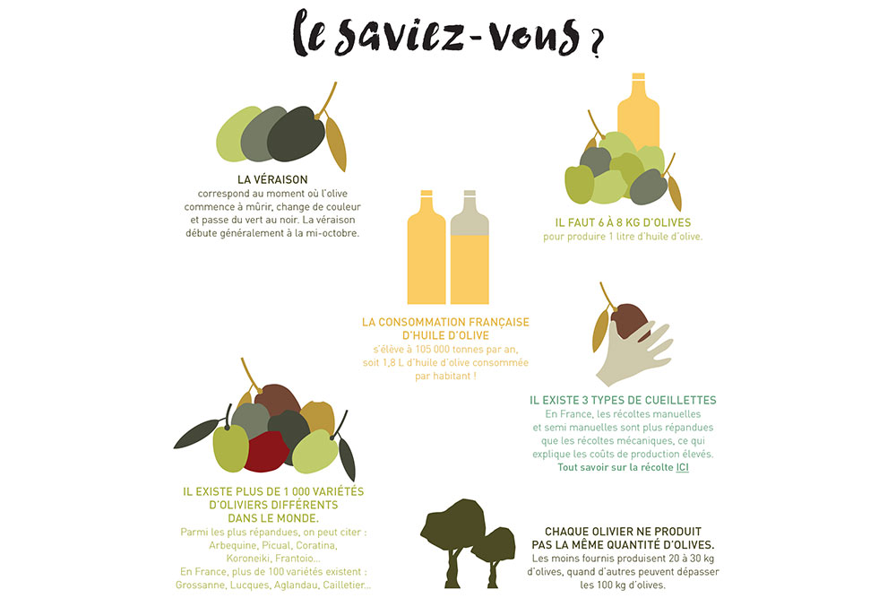 Informations sur les olives