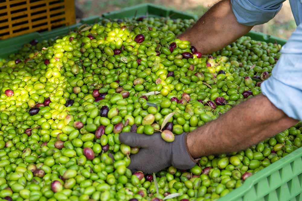 Looking for the Perfect : tri des olives