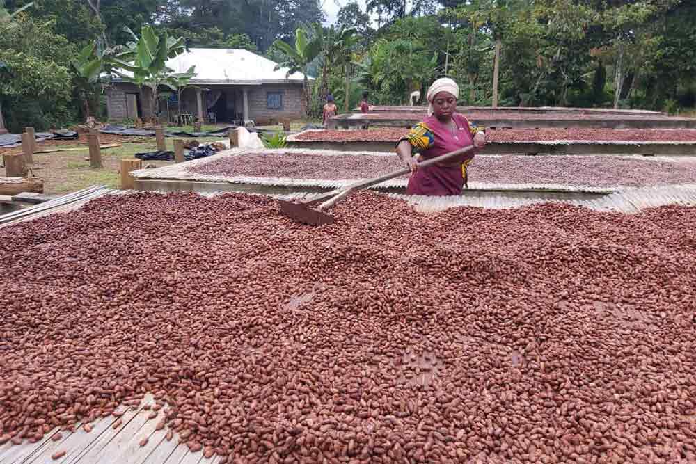 Brassage des graines de cacao