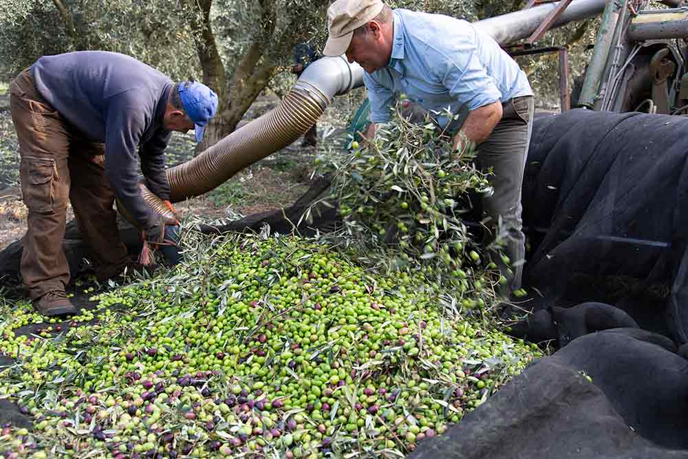 Looking for the Perfect : récolte des olives