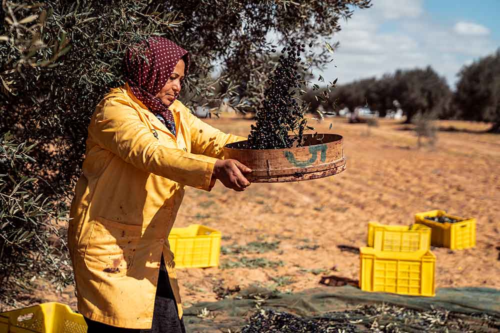Spray Bio Terra Delyssa - récolte des olives