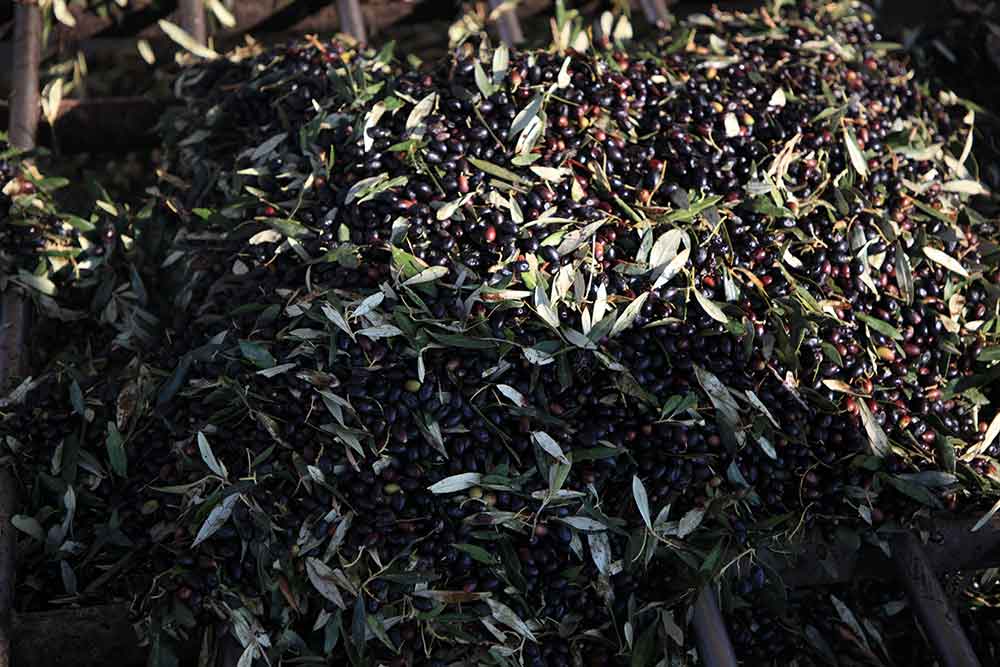 Spray Bio Terra Delyssa - récolte des olives