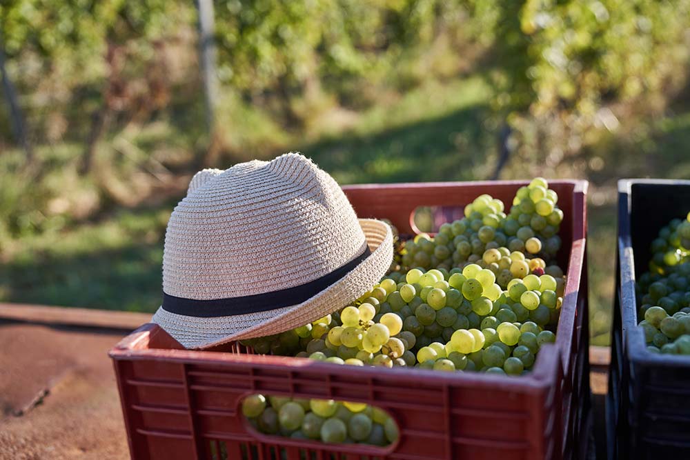 Vins blancs - de Bordeaux à boire cet été