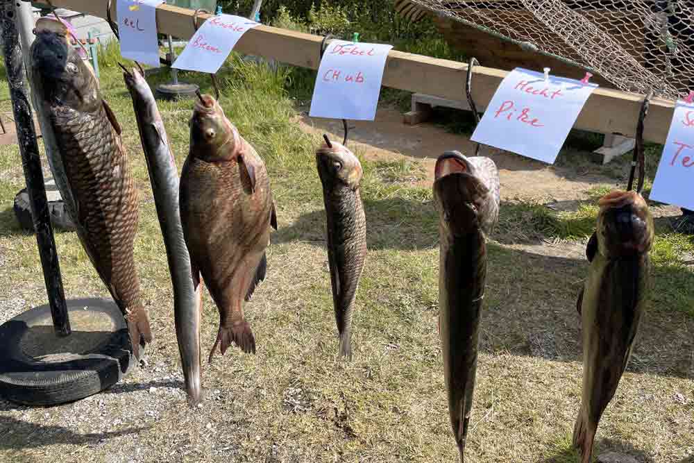 La pêche du jour (Lac de Constance)