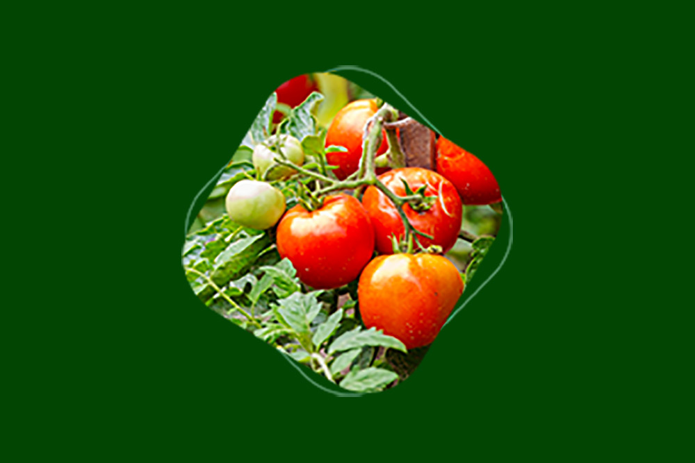 Le lycopène extrait de tomates est un pigment antioxydant