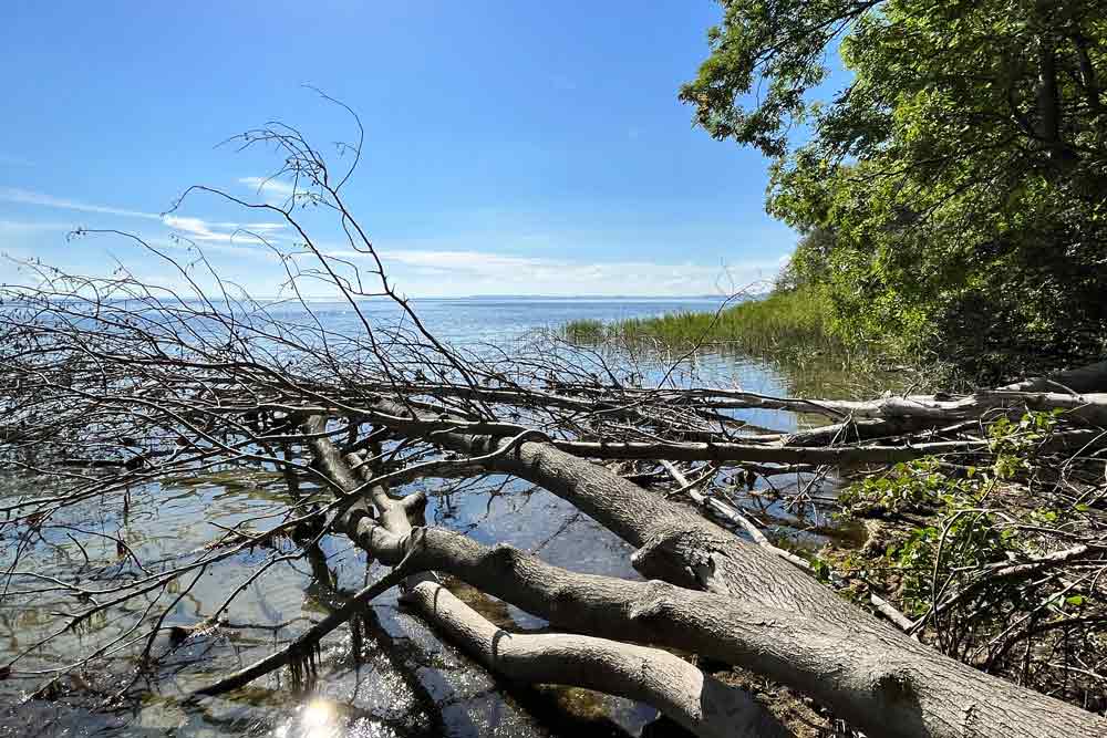 Mecklembourg Poméranie occidentale - Quand les arbres font la sieste… (lac Müritz)