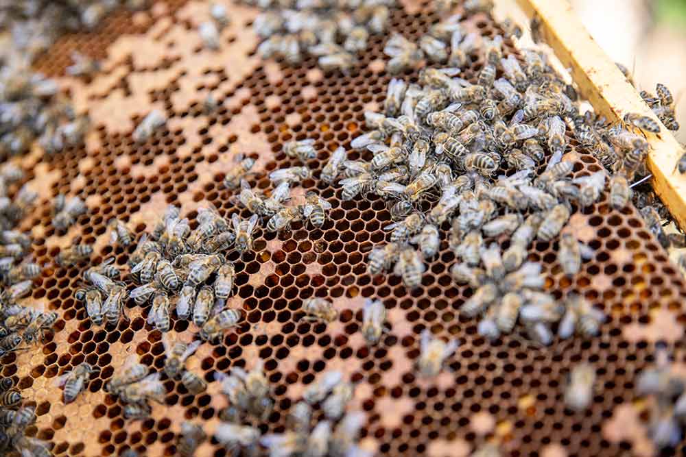 Le Gouffre de Padirac - un rucher d''abeilles noires pour un miel exceptionnel