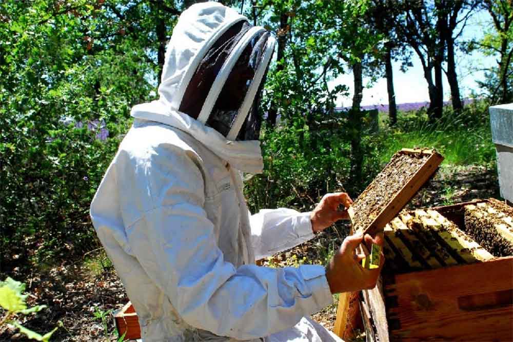 Apiculteur et cadre rempli de miel