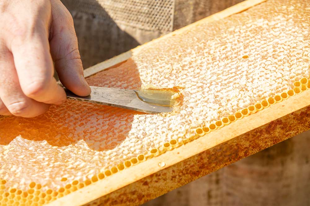Le Gouffre de Padirac - un rucher d''abeilles noires pour un miel exceptionnel