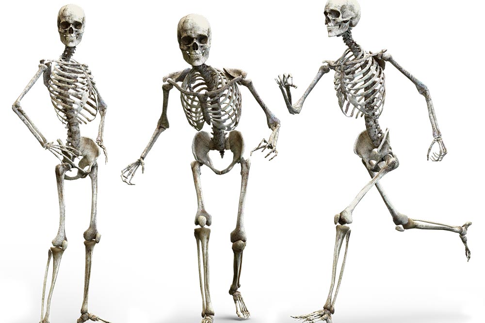 Squelettes